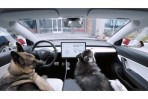 Tesla 推出車用寵物坐墊 搭配獨特寵物模式  提供毛小孩最安心的乘車體驗
